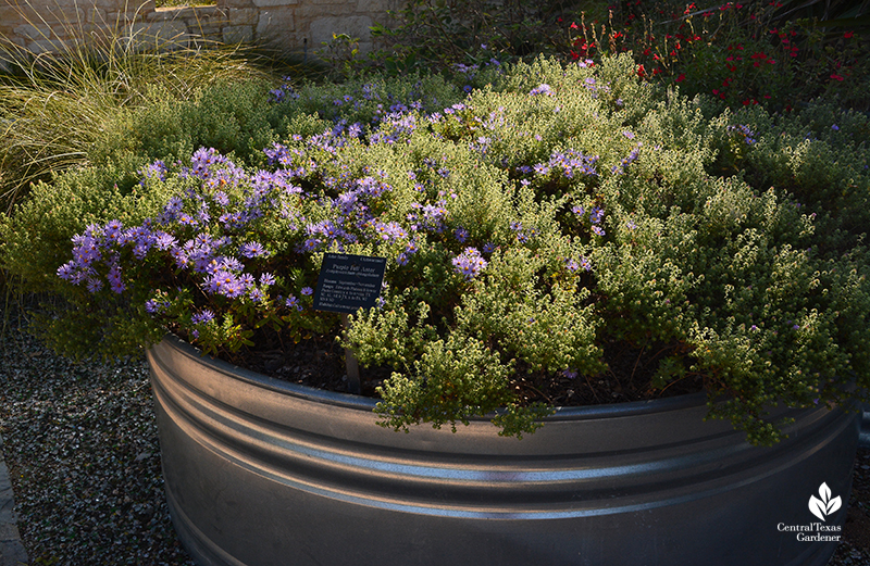 Aromatic aster in stock tank Wildflower Center Central Texas Gardener