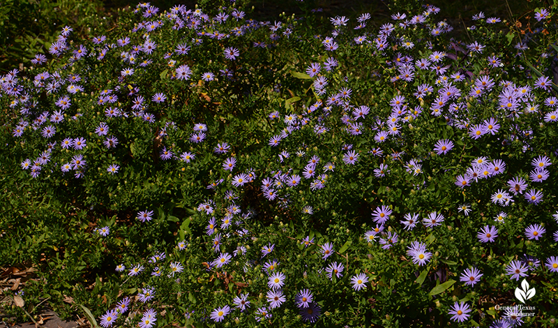 Fall aromatic asters native perennial Central Texas Gardener