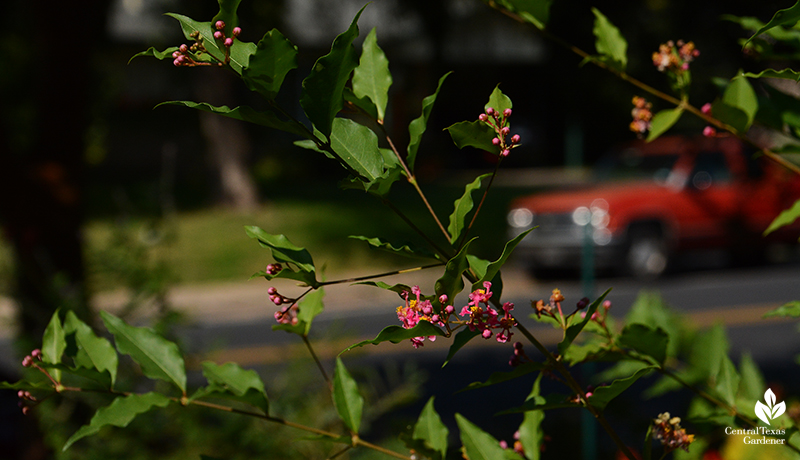 Barbado cherry flowers native shrub Central Texas Gardener