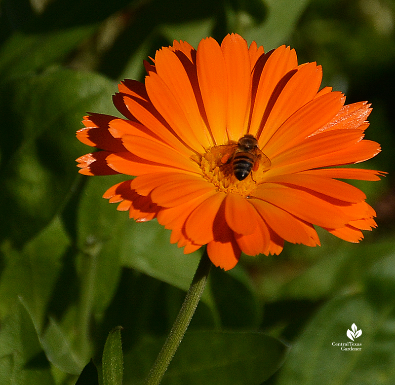 Bee on calendula winter annual Central Texas Gardener