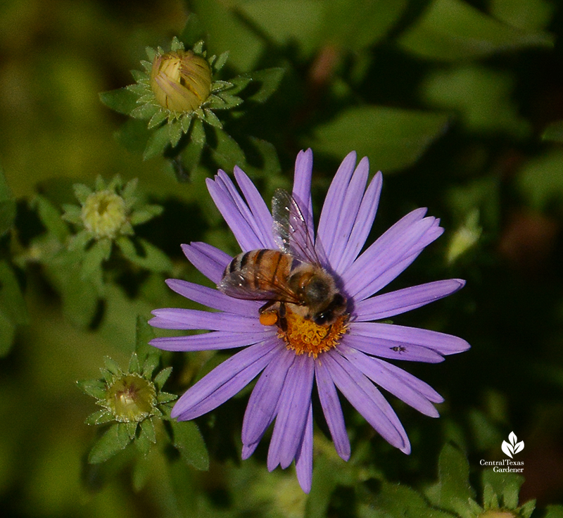 Bee on native aromatic aster Central Texas Gardener