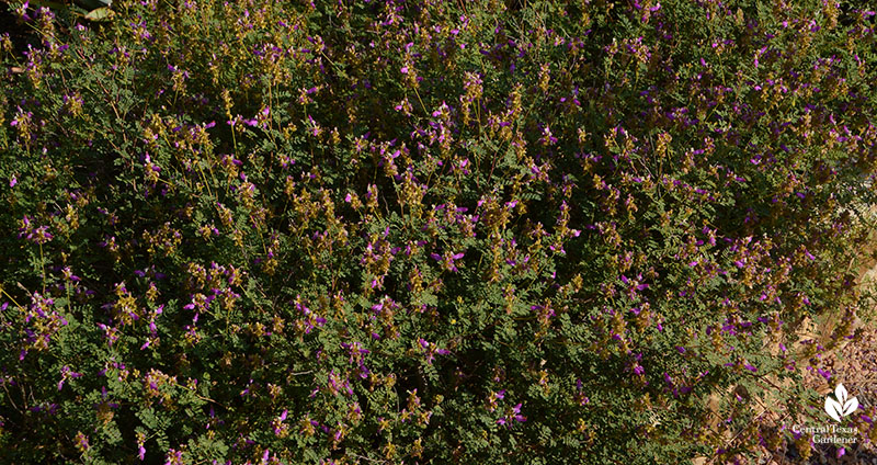 Black dalea native groundcover Wildflower Center Central Texas Gardener