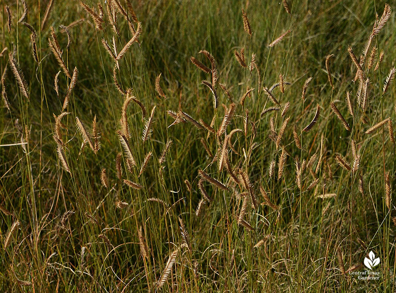 Blue grama fall blooming native grass Wildflower Center Central Texas Gardener