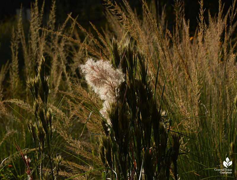 Bushy bluestem fall flower head with Lindheimer muhly grass flowers Wildflower Center Central Texas Gardener