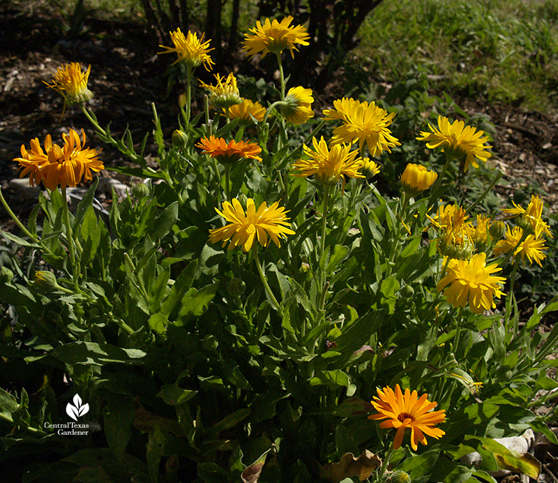 Calendula edible winter annual and bee pollinator plant