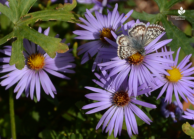 Checkered Skipper butterfly on fall aromatic aster Central Texas Gardener