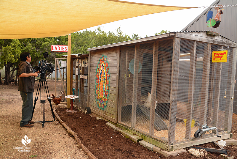 Chicken coop design for safety Julie Nelson Kay Angermann garden Ed Fuentes Austin PBS