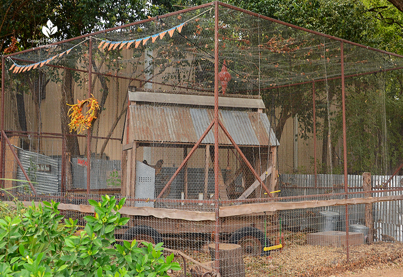 Chicken coop permaculture Cosmic Coffee + Beer Central Texas Gardener