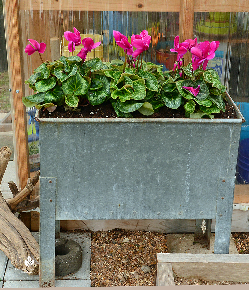 Cyclamen in recycled galvanized wash tub Julie Nelson Kay Angermann garden