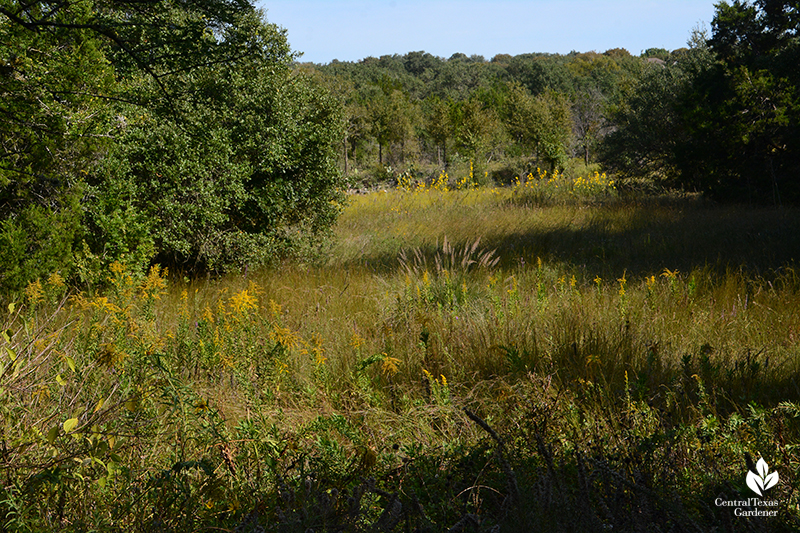 Goldenrod muhly grasses Maximillian sunflower entrance prairie Wildflower Center