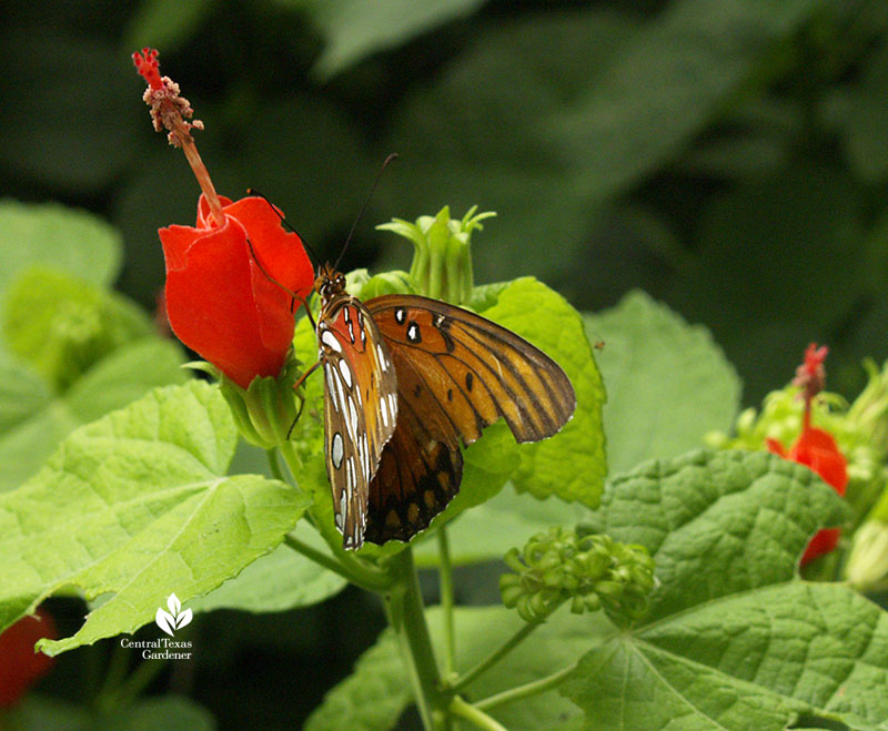 Gulf Fritillary butterfly native plant turk's cap shade garden