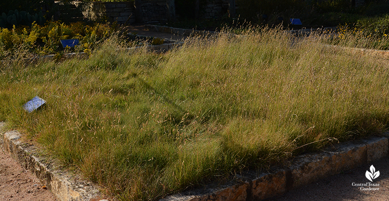 Habiturf native grass lawn demonstration garden Wildflower Center