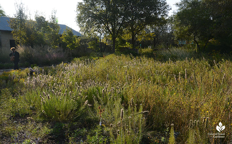 Liatris seed heads in October Wildflower Center demonstration prairie Central Texas Gardener