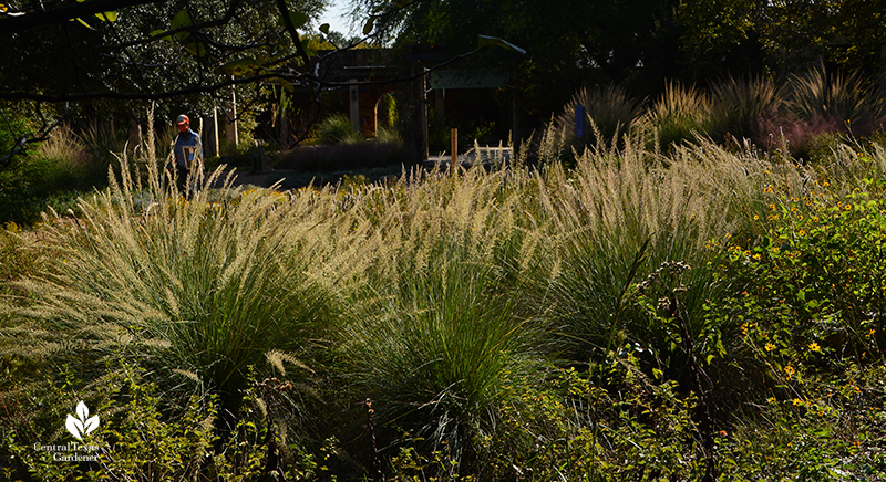 Lindheimer muhly fall flowers and Plateau goldeneye Wildflower Center Central Texas Gardener