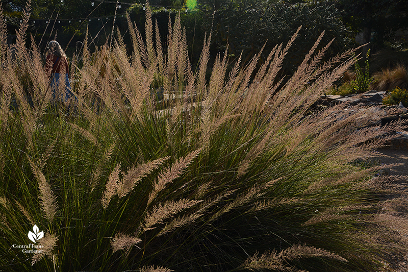 Lindheimer muhly native grass fall flowers Wildflower Center Central Texas Gardener