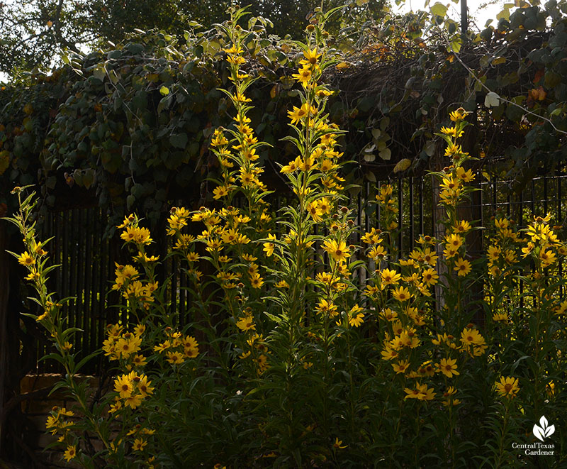 Maximillian sunflower Wildflower Center Central Texas Gardener