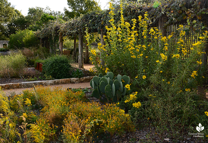 Maximillian sunflower goldenrod prickly pear Fiber & Dye Garden Wildflower Center