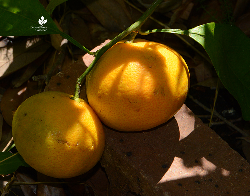 Miho satsuma orange Central Texas Gardener