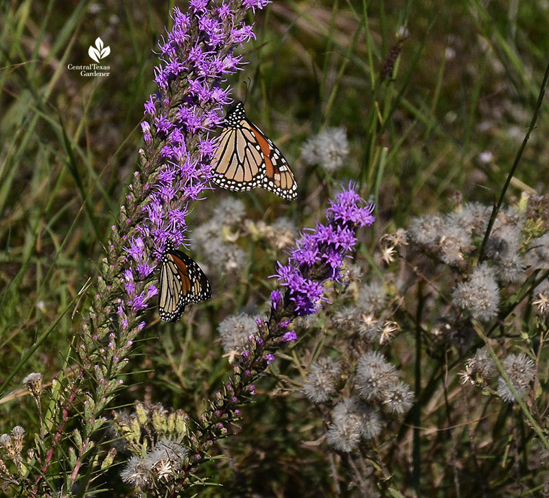 Monarch butterflies on fall blooming liatris at Weir home habitat Central Texas Gardener