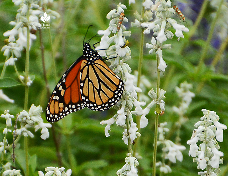 Monarch butterfly on Augusta Duelberg salvia Emily Ann Theater Central Texas Gardener