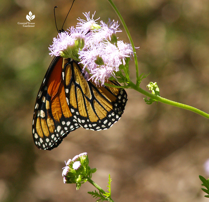 Monarch butterfly on Gregg's mistflower blue mistflower native plant 