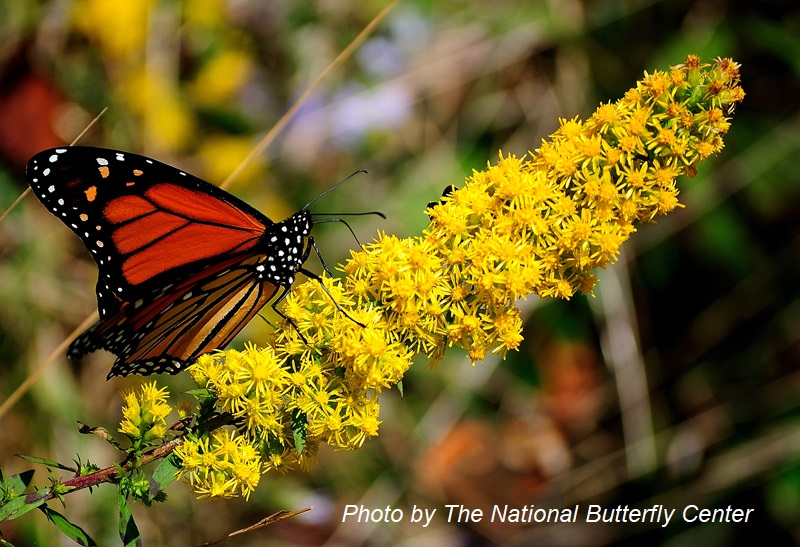 Monarch butterfly on goldenrold The National Butterfly Center