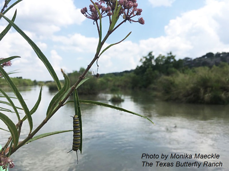 Monarch caterpillar on swamp milkweed photo by Monika Maeckle