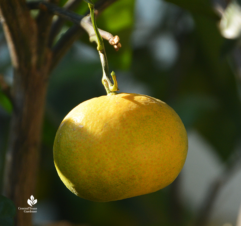 Mr. Mac satsuma orange Central Texas Gardener