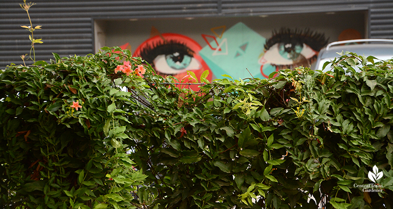 Native crossvine hiding chainlink fence view to eyes mural Cosmic Coffee + Beer Garden