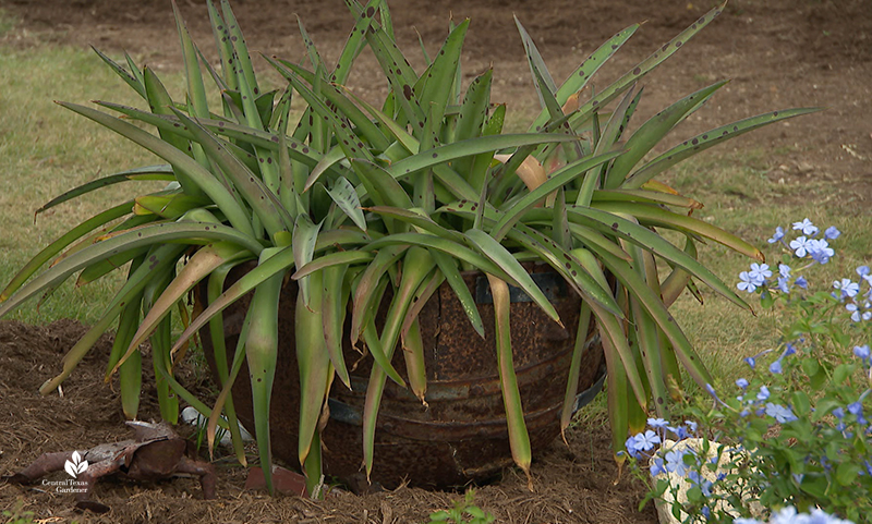 Old cast iron crock as planter Kay Angermann Julie Nelson garden