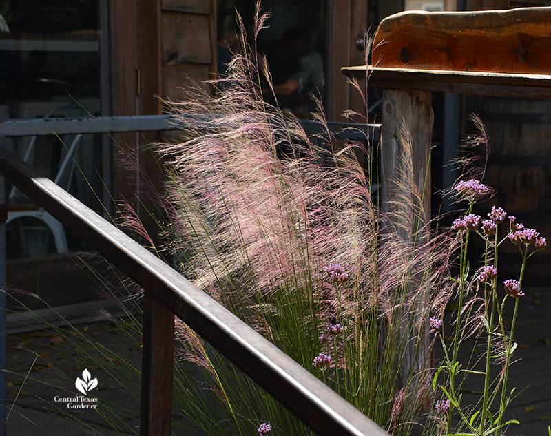 Pink muhly grass Verbena bonariensis container plant Cosmic Coffee Central Texas Gardener