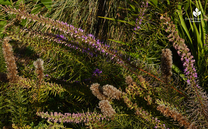 Purple liatris flowers and seed heads Wildflower Center Central Texas Gardener