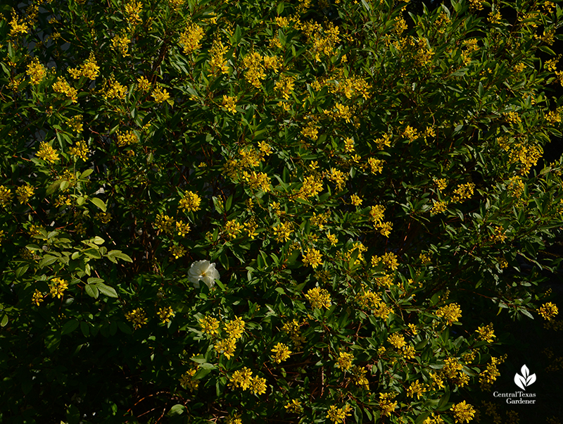 Thryallis accent screening shrub Iceberg rose Central Texas Gardener