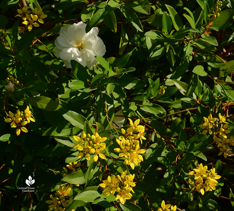 Thryallis and Iceberg rose Central Texas Gardene