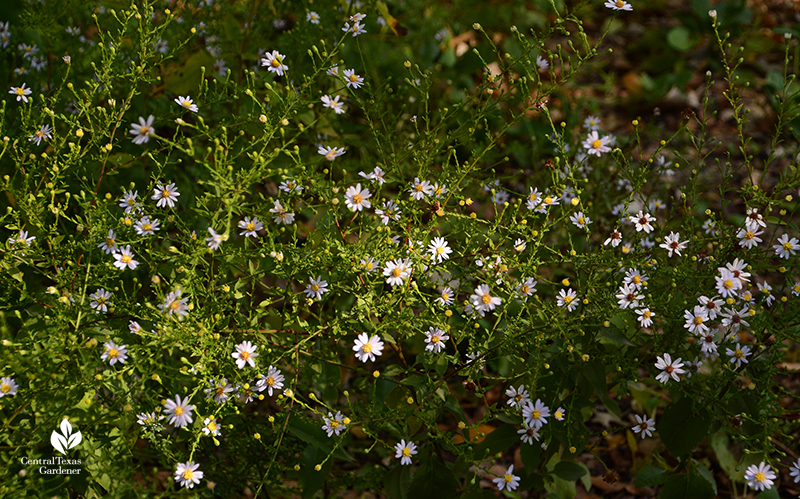 Wild asters Lady Bird Johnson Wildflower Center