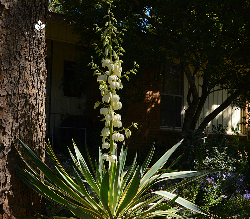 Yucca gloriosa variegata flower spike Central Texas Gardener