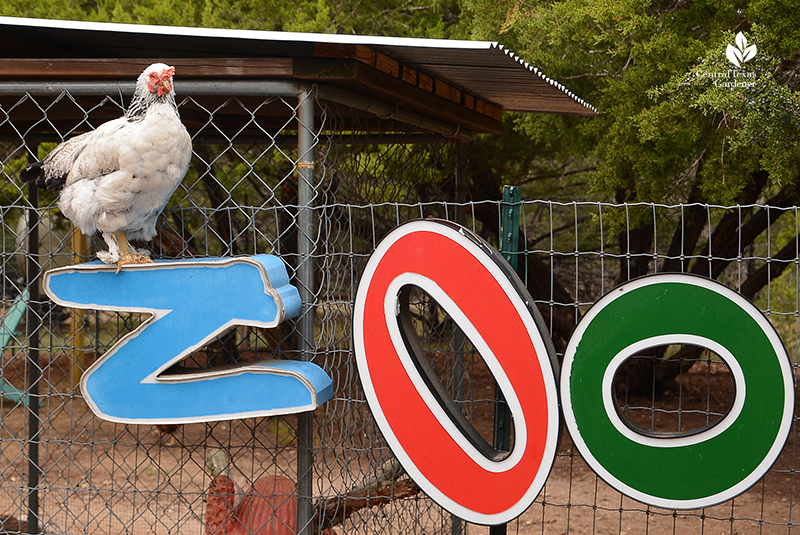 Zoo sign and cute chicken Julie Nelson Kay Angermann chicken coop