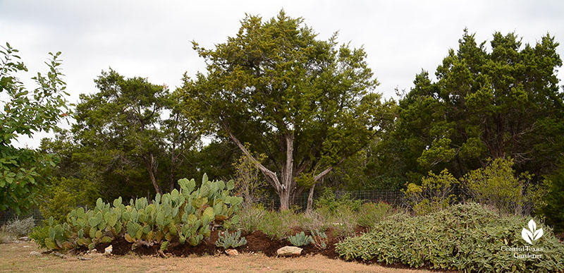 berm for rainwater control with native prickly pear and drought tolerant Jerusalem sage jerusalem sage Julie Nelson and Kay Angermann