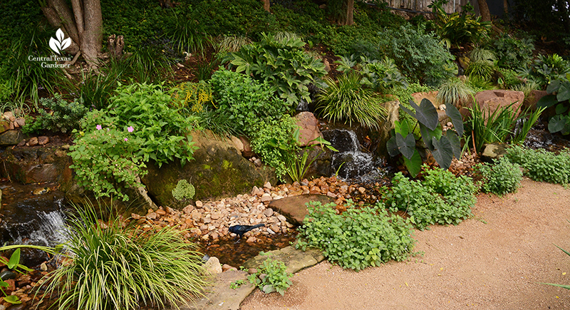 Texas Ponds and Water Features wildlife habitat waterfall Cosmic Coffee + Beer Garden