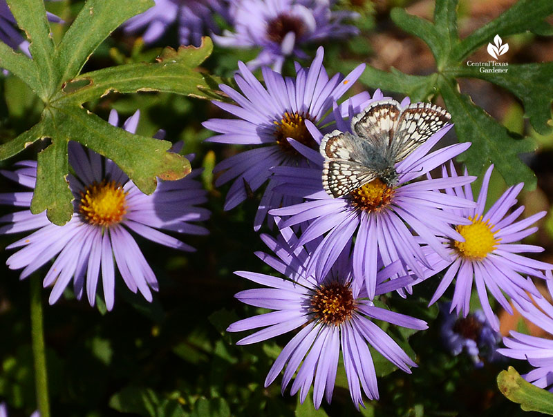 butterfly on fall blooming aromatic aster Central Texas Gardener