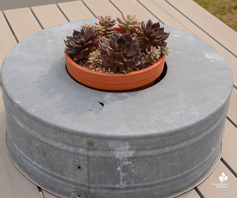 clever succulent container design with galvinized tub Julie Nelson Kay Angermann garden