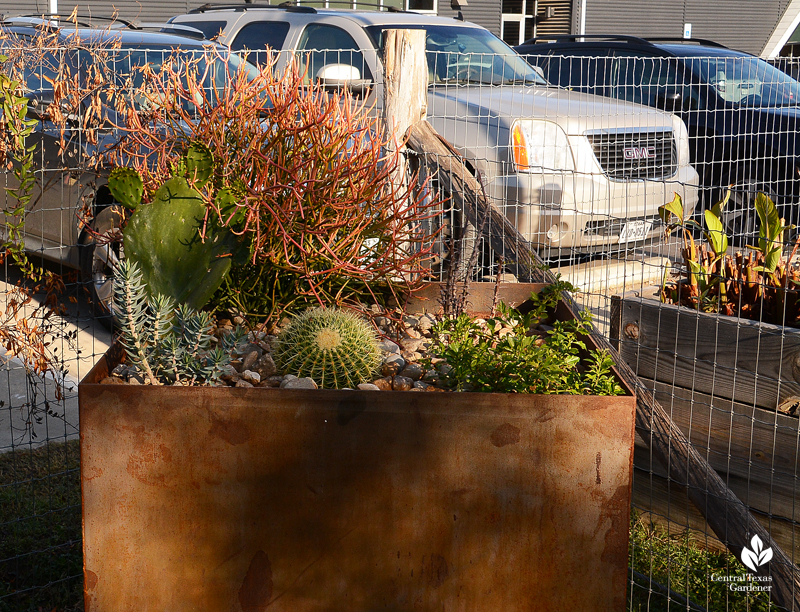 steel container succulent planter Sticks on Fire euphorbia Cosmic Coffee 