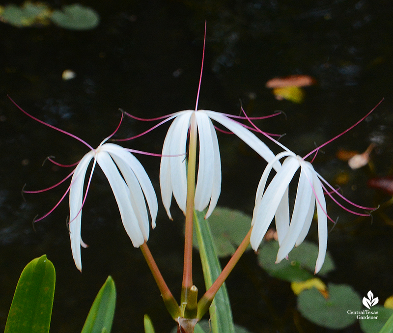 crinum lily at pond Wildflower Center Central Texas Gardener