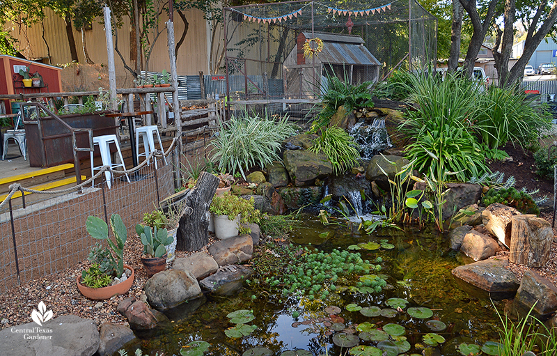 Texas Ponds pond at Cosmic Coffee + Beer Garden