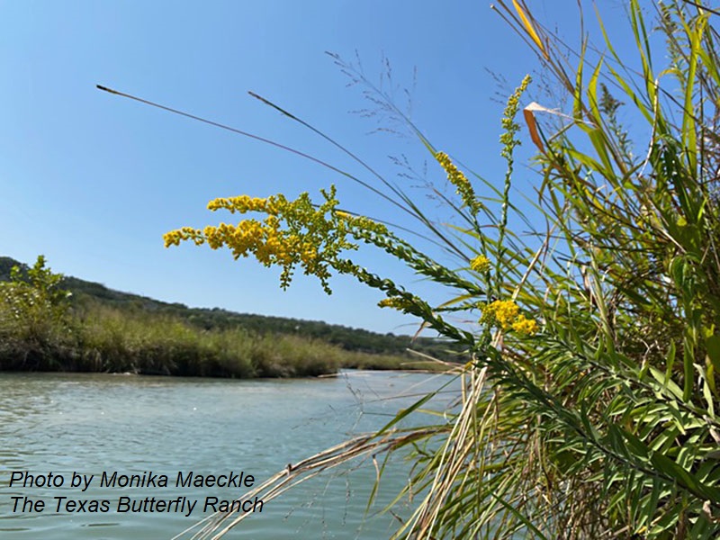 goldenrod Llano River photo by Monika Maeckle