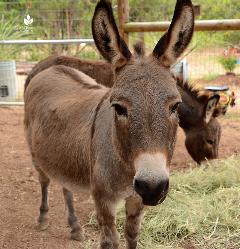 pet donkeys Julie Nelson Kay Angermann garden Katie Bird Farm