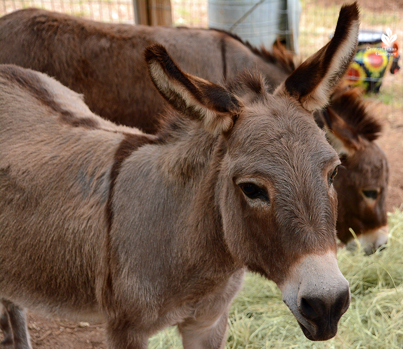 pet donkeys hobby farm Julie Nelson Kay Angermann