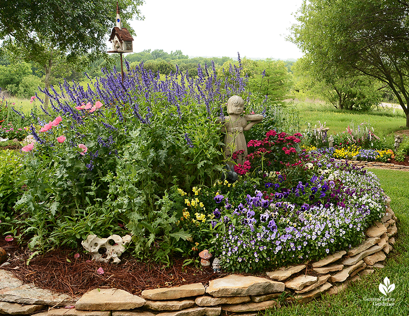 raised bed winter annuals larkspur pansy viola snapdragons Elizabeth DeMaria garden Central Texas Gardener