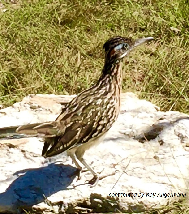 road runner photo at Katie Bird Farm Kay Angermann Julie Nelson