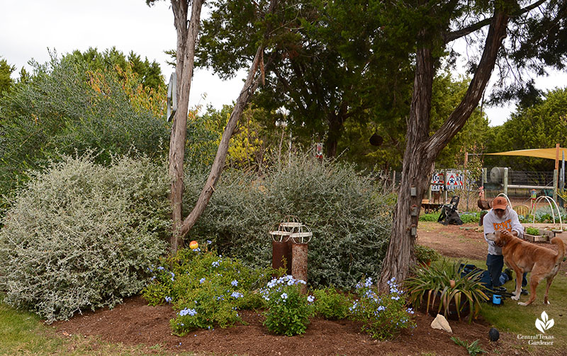 silver germander blue plumbago garden art setting Julie Nelson Kay Angermann garden dog Howdy